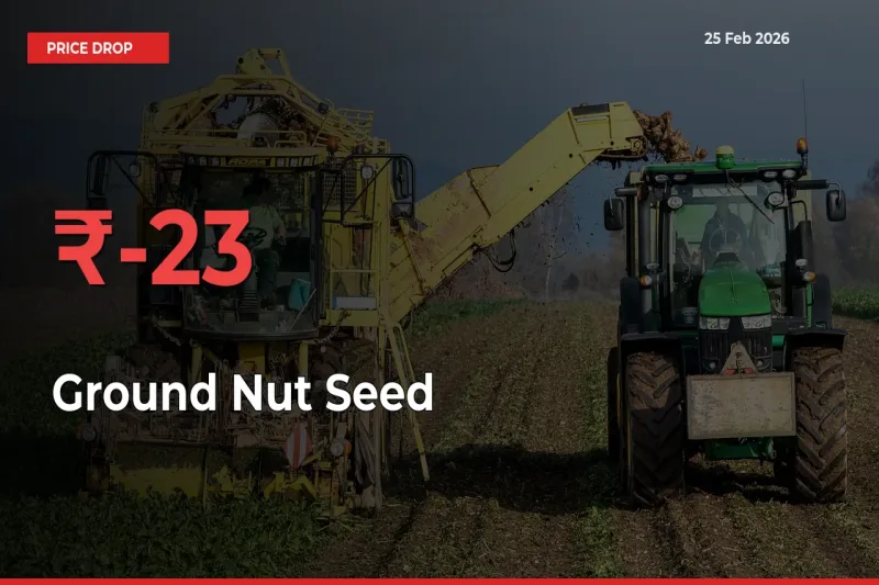 Farmers Alert as Ground Nut Seed Prices Slide 23.43% in Local Mandis