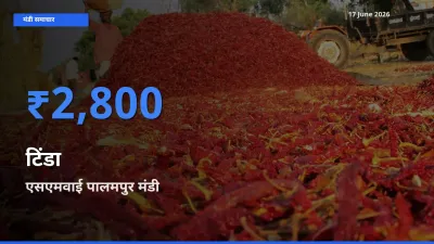 एसएमवाई पालमपुर मंडी में आज टिंडा के सबसे ऊँचे दाम दर्ज