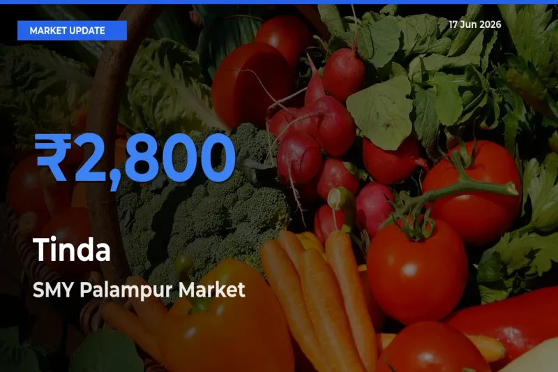 SMY Palampur Tops Tinda Mandi Rates Today