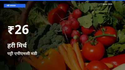 हरी मिर्च के दाम 30 दिनों के सबसे निचले स्तर पर, पट्टी एपीएमसी