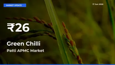 Why Green Chilli Prices Slumped in Patti APMC – 30-Day Low Today