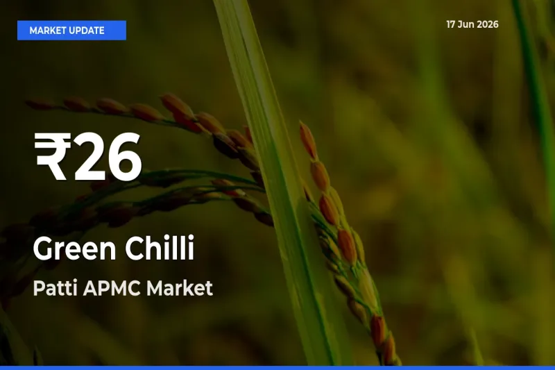 Why Green Chilli Prices Slumped in Patti APMC – 30-Day Low Today