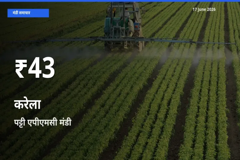 रिकॉर्ड गिरावट नहीं, लेकिन 30 दिन का न्यूनतम! पट्टी एपीएमसी में करेला के दाम फिसले