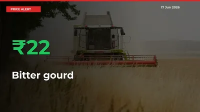21.79% Spike in Bitter gourd Prices – Mandi Sees Sudden Rally