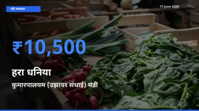 किसानों की पसंद बना कुमारपालयम (उझावर संधाई), हरा धनिया के सबसे अच्छे दाम
