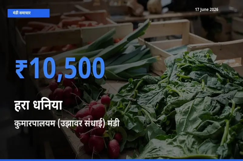 किसानों की पसंद बना कुमारपालयम (उझावर संधाई), हरा धनिया के सबसे अच्छे दाम