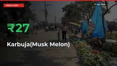 Why Karbuja(Musk Melon) Prices Rose 26.61% in a Day at Mandis