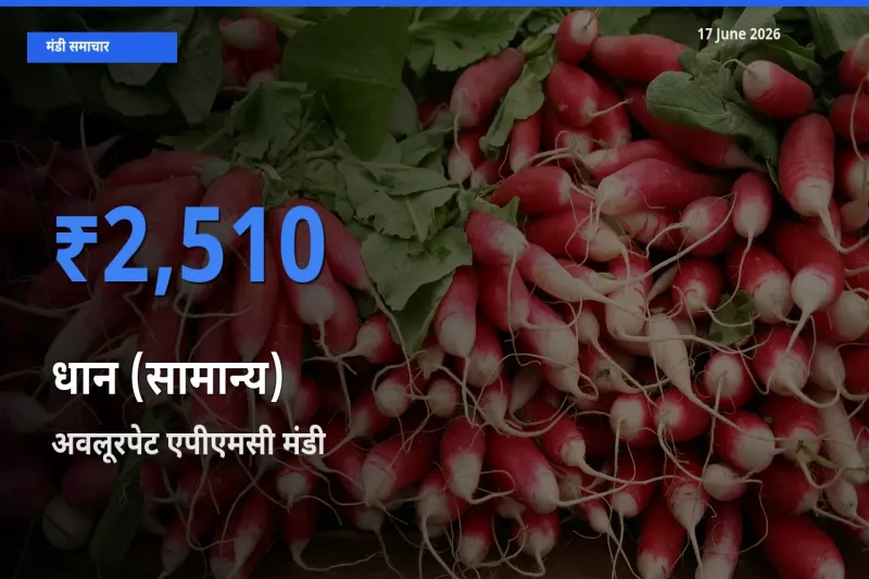 आज धान (सामान्य) के सबसे ऊँचे दाम ₹2,510 अवलूरपेट एपीएमसी मंडी में