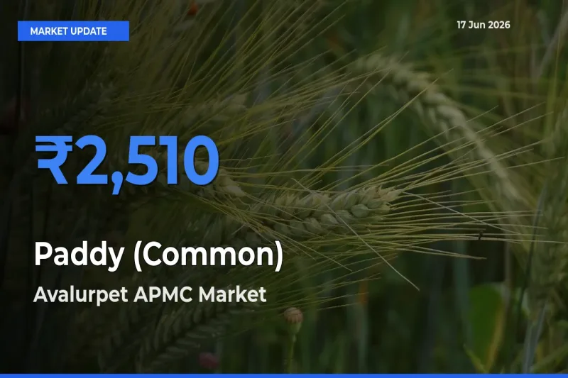 Avalurpet APMC Leads as Top Mandi for Paddy (Common) Prices