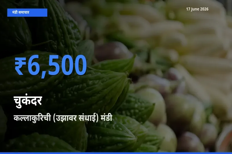 17 June अपडेट: चुकंदर के सबसे ऊँचे दाम कल्लाकुरिची (उझावर संधाई) मंडी में