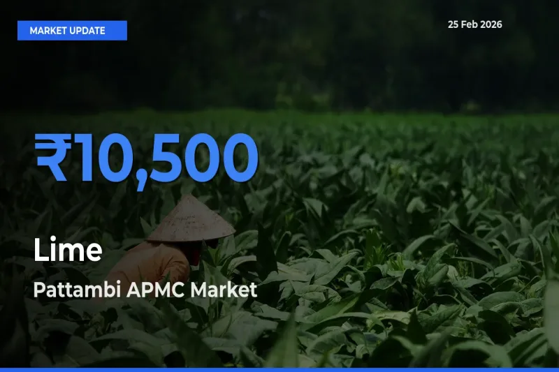 Lime Mandi Rate Today: Pattambi APMC Tops the List