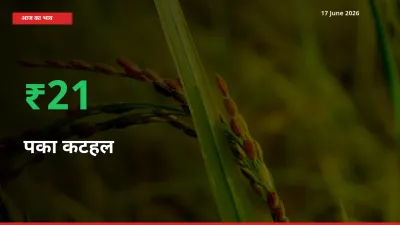अचानक तेजी! मंडी में पका कटहल के दाम 20.64% चढ़े