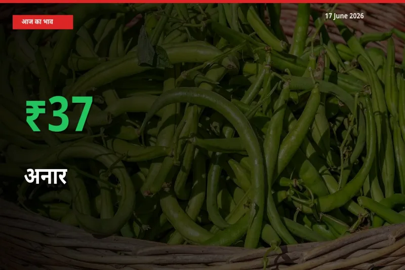 स्थानीय मंडी में अनार के दाम अचानक 37.36% उछले, किसान सतर्क