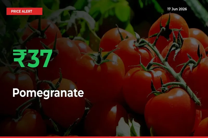 Why Pomegranate Prices Rose 37.36% in a Day at Mandis