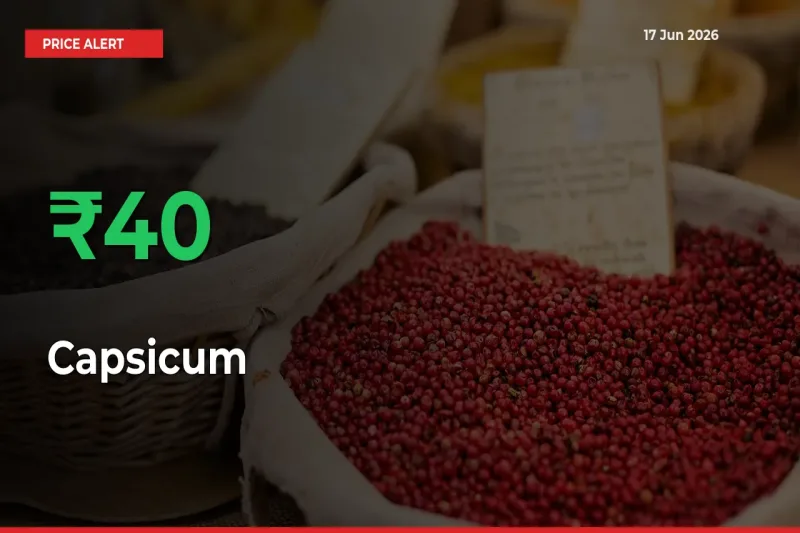 Sudden 40.25% Rally in Capsicum Prices Across Mandis