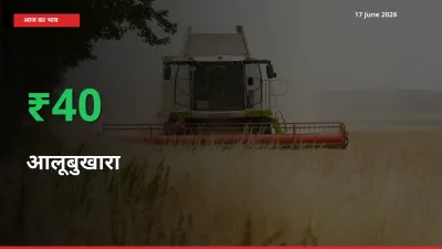 बाज़ार संकेत: आलूबुखारा के भाव मंडी में 40.29% ऊपर