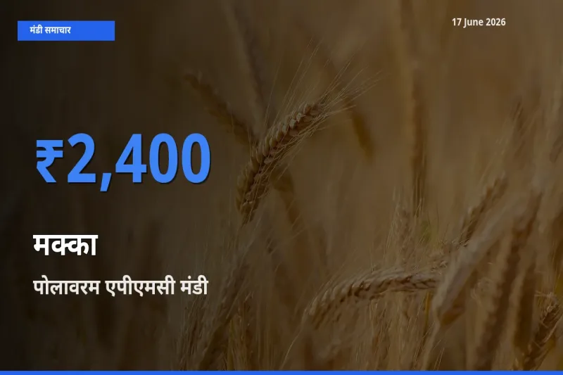 आज का मंडी भाव: मक्का के सबसे ज़्यादा दाम पोलावरम एपीएमसी में