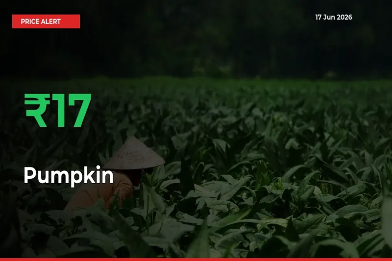 Sudden 16.71% Rally in Pumpkin Prices Across Mandis