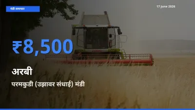 बाज़ार संकेत: परमकुडी (उझावर संधाई) बना अरबी के लिए आज की टॉप मंडी