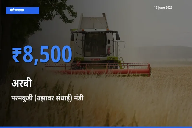 बाज़ार संकेत: परमकुडी (उझावर संधाई) बना अरबी के लिए आज की टॉप मंडी