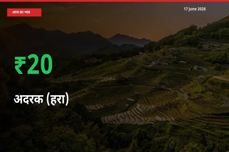 बाज़ार संकेत: अदरक (हरा) के भाव मंडी में 20.16% ऊपर