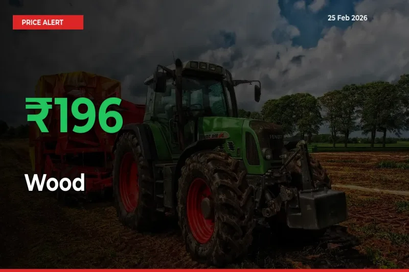 Big Rally! Wood Climbs 196.42% in 24 Hours at Top Mandis