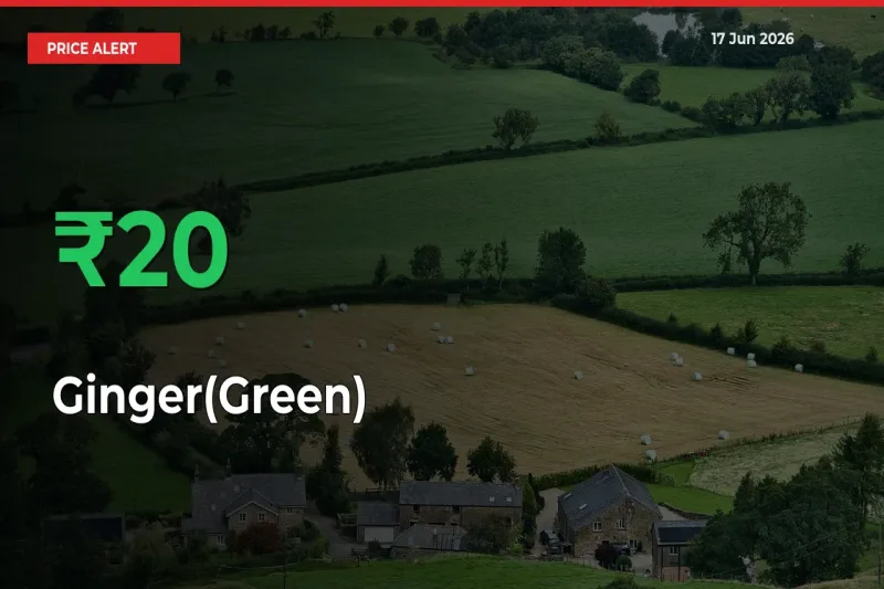 This Mandi Records 20.16% Jump in Ginger(Green) Prices