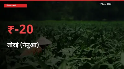 तोरई (नेनुआ) के दाम प्रमुख मंडी में 19.6% गिरे, 24 घंटे में बड़ा बदलाव