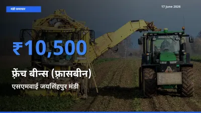 आज फ़्रेंच बीन्स (फ़्रासबीन) के सबसे ऊँचे दाम ₹10,500 एसएमवाई जयसिंहपुर मंडी में