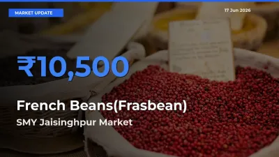 French Beans(Frasbean) Mandi Rate Today: SMY Jaisinghpur Tops the List