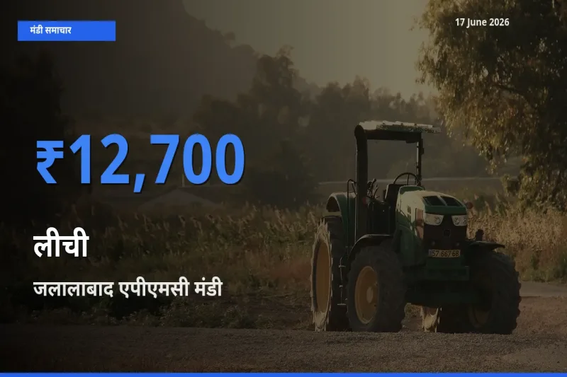 जलालाबाद एपीएमसी मंडी में आज लीची के सबसे ऊँचे दाम दर्ज