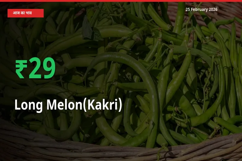 किसानों के लिए खुशखबरी! स्थानीय मंडी में Long Melon(Kakri) 29.01% उछला