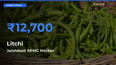 Jalalabad APMC Offers ₹12,700 – Highest Litchi Rate Today