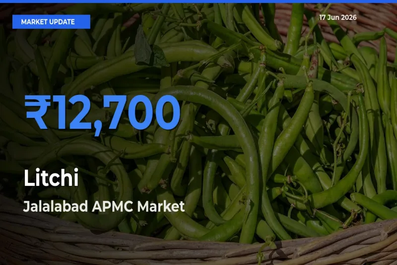 Jalalabad APMC Offers ₹12,700 – Highest Litchi Rate Today