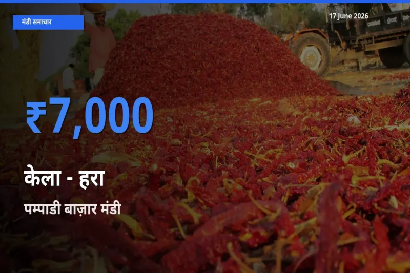 पम्पाडी बाज़ार मंडी में केला - हरा ₹7,000 पर पहुँचा – आज का सर्वोच्च भाव