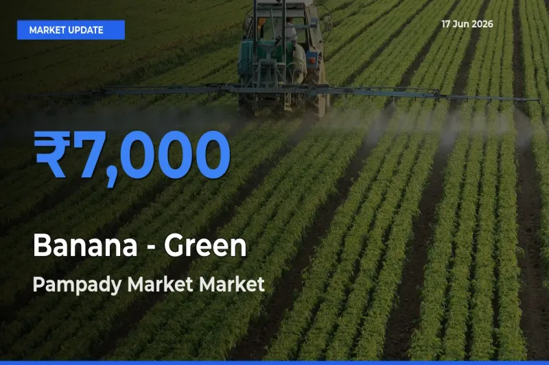 Pampady Market Records Highest ₹7,000 Rate for Banana - Green