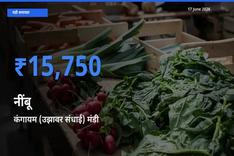 टॉप मंडी बना कंगायम (उझावर संधाई)! नींबू के सबसे ऊँचे दाम यहीं दर्ज