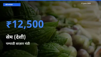 टॉप मंडी बना पम्पाडी बाज़ार! सेम (देशी) के सबसे ऊँचे दाम यहीं दर्ज