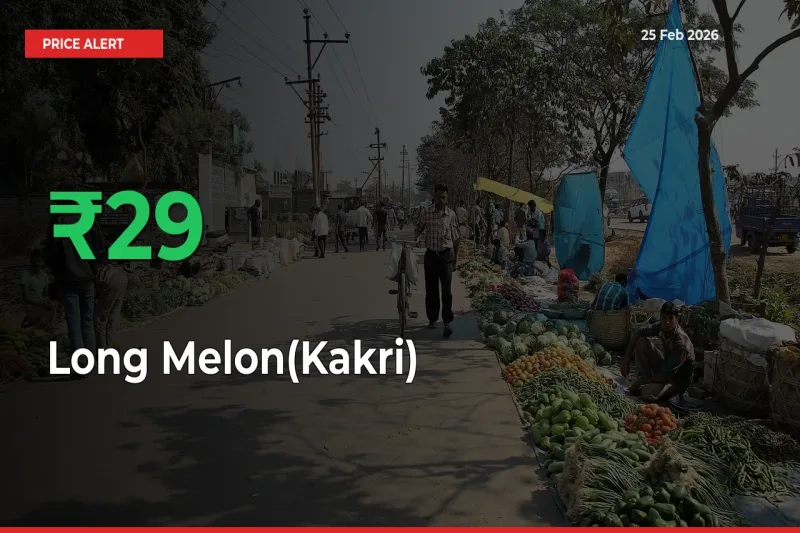 Why Long Melon(Kakri) Prices Rose 29.01% in a Day at Mandis