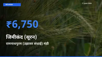 17 June अपडेट: जिमीकंद (सूरन) के सबसे ऊँचे दाम रामनाथपुरम (उझावर संधाई) मंडी में