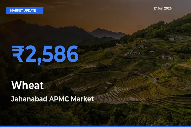 Jahanabad APMC Leads as Top Mandi for Wheat Prices
