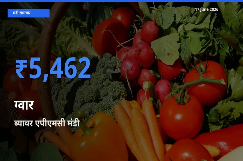 टॉप मंडी बना ब्यावर एपीएमसी! ग्वार के सबसे ऊँचे दाम यहीं दर्ज