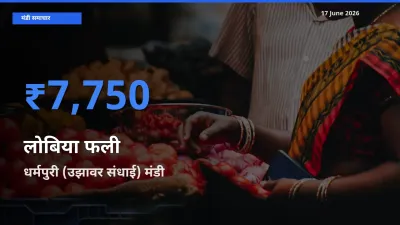 टॉप मंडी बना धर्मपुरी (उझावर संधाई)! लोबिया फली के सबसे ऊँचे दाम यहीं दर्ज