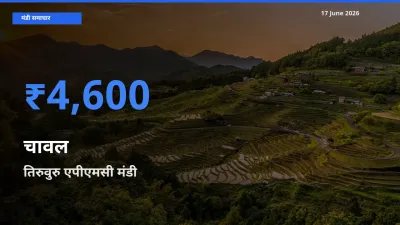 आज चावल के सबसे ऊँचे दाम ₹4,600 तिरुवुरु एपीएमसी मंडी में