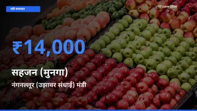 आज का मंडी भाव: सहजन (मुनगा) के सबसे ज़्यादा दाम नंगनल्लूर (उझावर संधाई) में