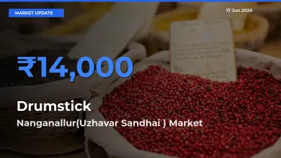 Nanganallur(Uzhavar Sandhai ) Offers ₹14,000 – Highest Drumstick Rate Today