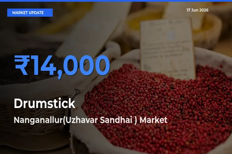 Nanganallur(Uzhavar Sandhai ) Offers ₹14,000 – Highest Drumstick Rate Today