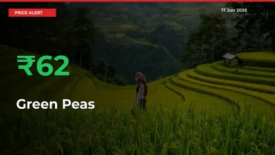 Green Peas Rises 62.03% at Mandis
