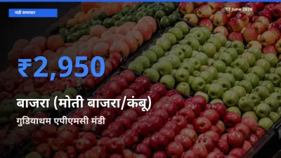 बाज़ार संकेत: गुडियाथम एपीएमसी बना बाजरा (मोती बाजरा/कंबू) के लिए आज की टॉप मंडी