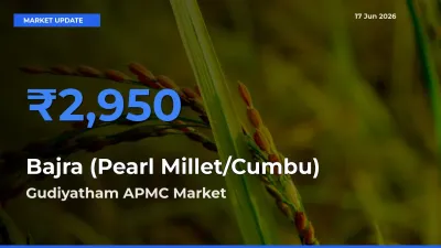 Farmers Prefer Gudiyatham APMC as Bajra (Pearl Millet/Cumbu) Hits Highest Rate